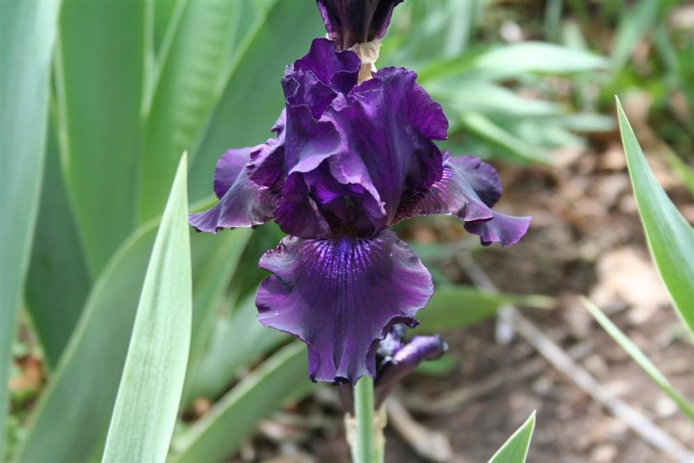 Photo of Tall Bearded Iris (Iris 'Ozark Rebounder') uploaded by KentPfeiffer