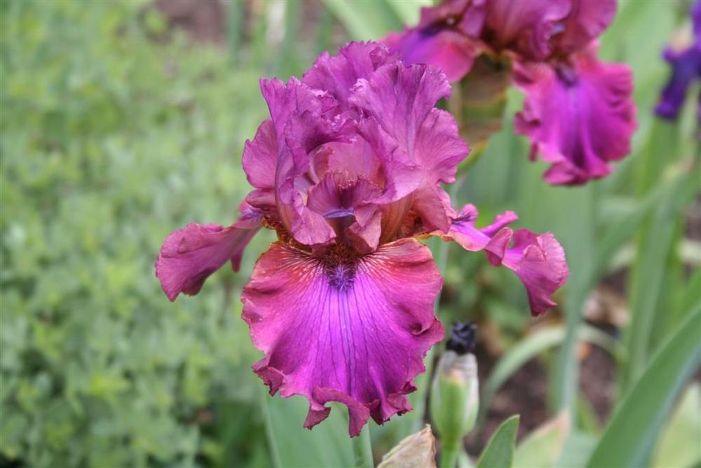 Photo of Tall Bearded Iris (Iris 'Palace Symphony') uploaded by KentPfeiffer