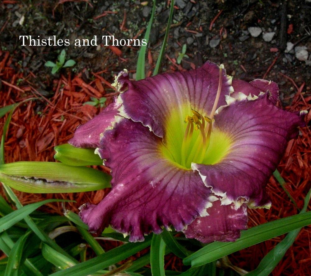 Photo of Daylily (Hemerocallis 'Thistles and Thorns') uploaded by carolannz