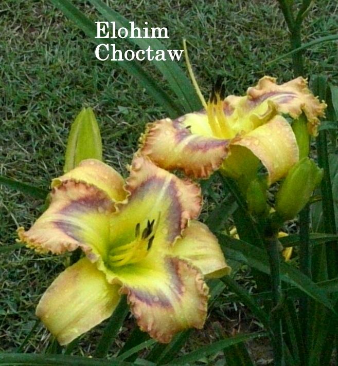 Photo of Daylily (Hemerocallis 'Elohim Choctaw') uploaded by carolannz