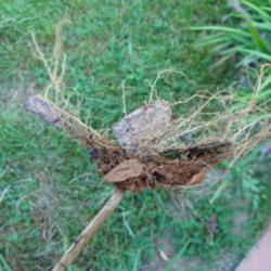 Location: zone 8 Lake City, Fl.
Date: 2014-09-15
Shallow roots, easy to pull out.