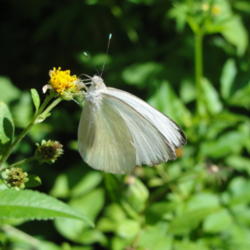 
Great Southern White butterfly