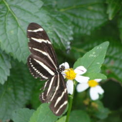 
Zebra Longwing butterfly