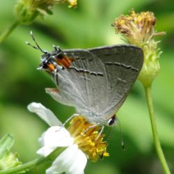 
Gray Hairstreak butterfly
