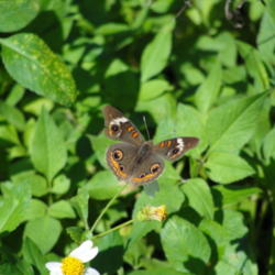 
Common Buckeye butterfly