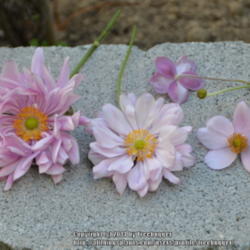 Location: My garden in N E Pa. 
Date: 2014-09-18
Anemone double, semi-double and single flowers together.