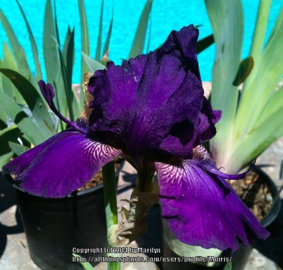 Photo of Intermediate Bearded Iris (Iris 'October Storm') uploaded by Moiris