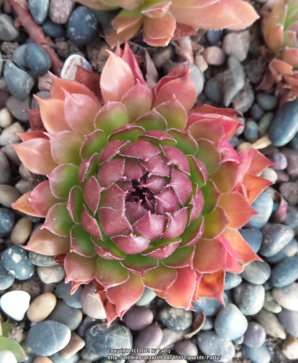 Photo of Hen and Chicks (Sempervivum 'Max Frei') uploaded by Patty