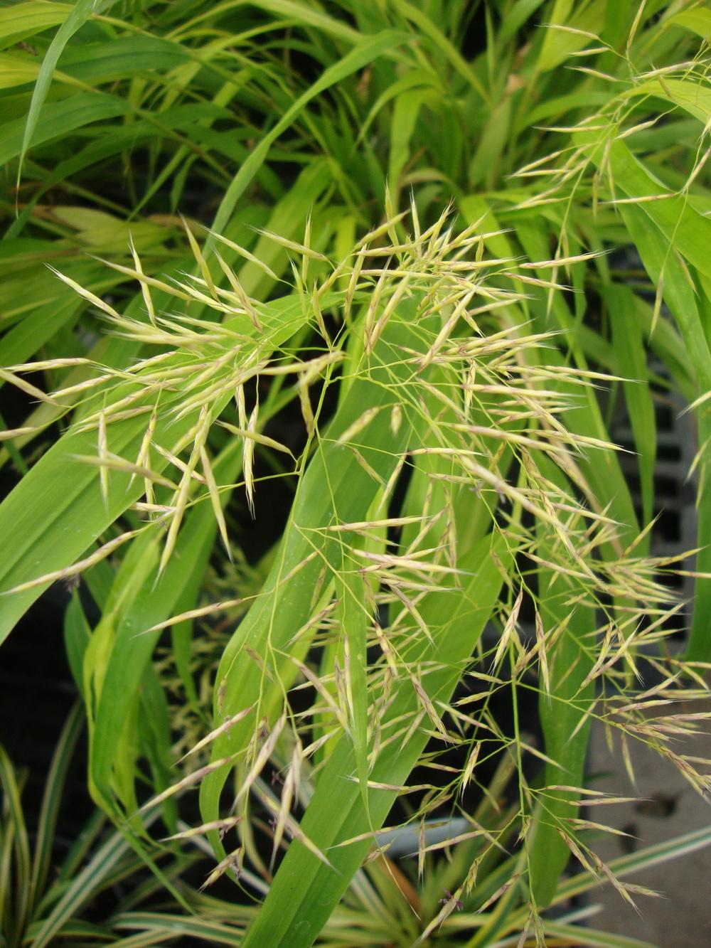 Photo of Japanese Forest Grass (Hakonechloa macra 'All Gold') uploaded by Paul2032