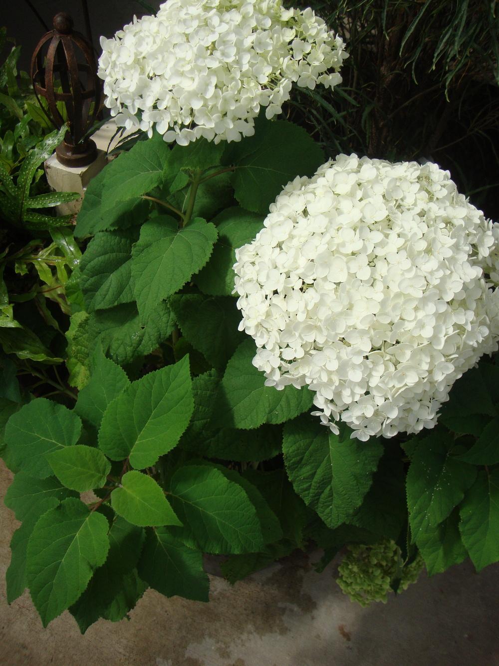 Photo of Smooth Hydrangea (Hydrangea arborescens 'Annabelle') uploaded by Paul2032