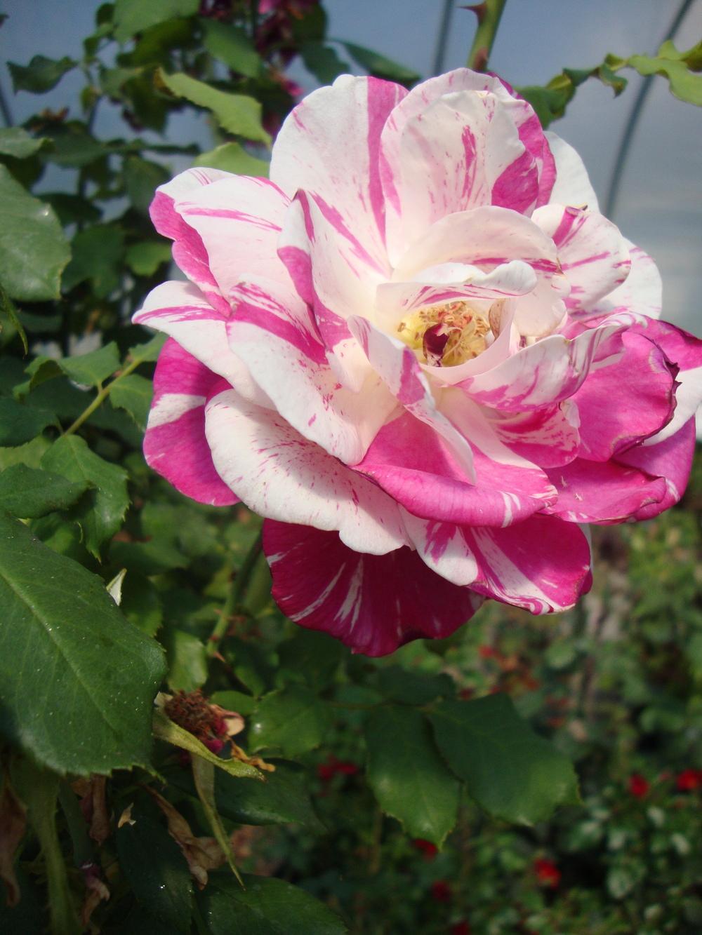 Photo of Rose (Rosa 'Julio Iglesias') uploaded by Paul2032