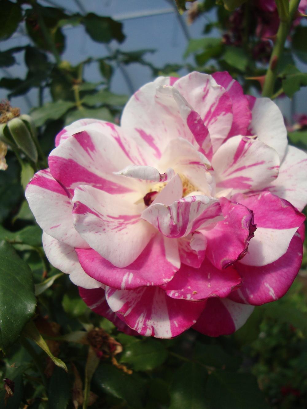 Photo of Rose (Rosa 'Julio Iglesias') uploaded by Paul2032
