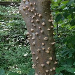 Location: North Carolina Botanical Gardens Chapel Hill, NC
Date: late June 2014
Identified as Toothachetree.