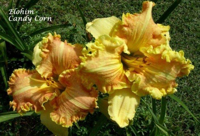 Photo of Daylily (Hemerocallis 'Elohim Candy Corn') uploaded by carolannz