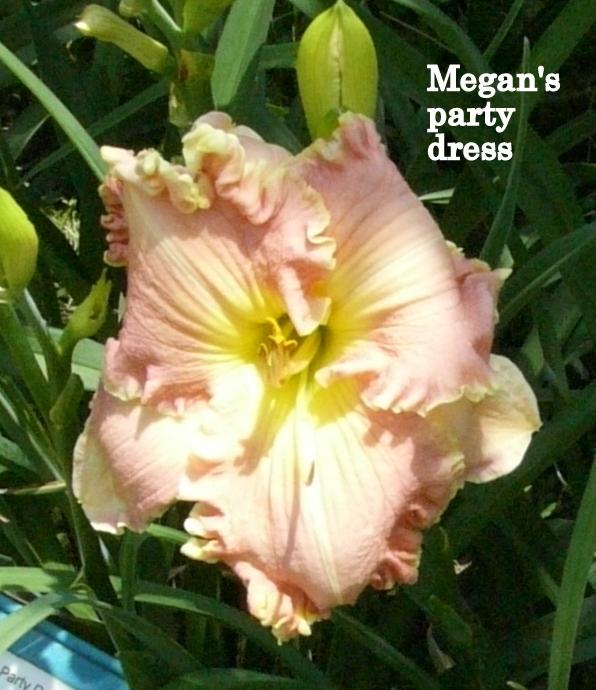 Photo of Daylily (Hemerocallis 'Megan's Party Dress') uploaded by carolannz