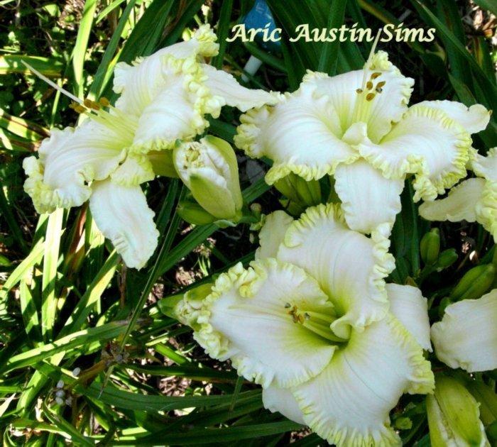 Photo of Daylily (Hemerocallis 'Aric Austin Sims') uploaded by carolannz