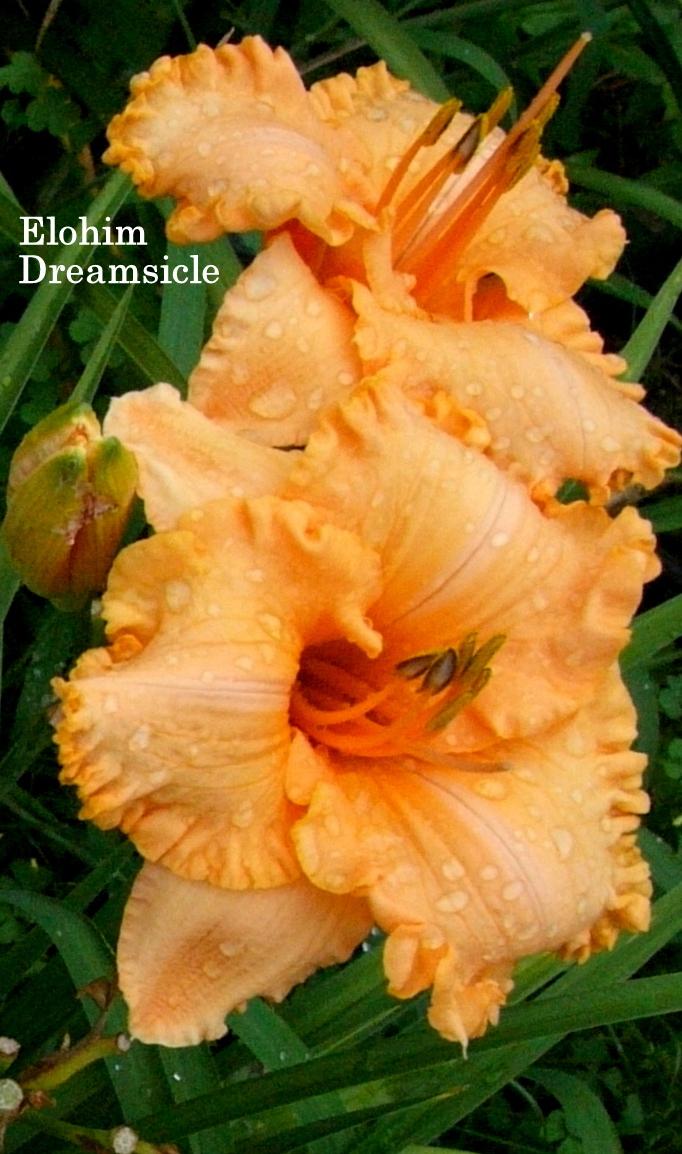 Photo of Daylily (Hemerocallis 'Elohim Dreamsicle') uploaded by carolannz