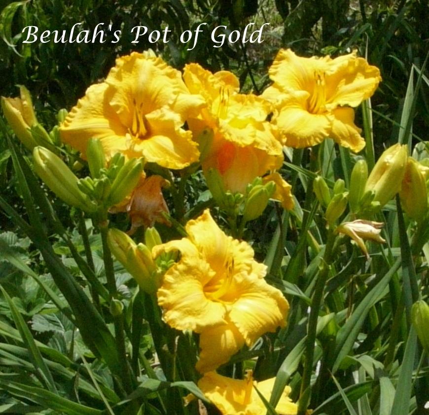 Photo of Daylily (Hemerocallis 'Beulah's Pot of Gold') uploaded by carolannz