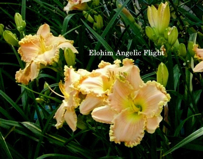 Photo of Daylily (Hemerocallis 'Elohim Angelic Flight') uploaded by carolannz
