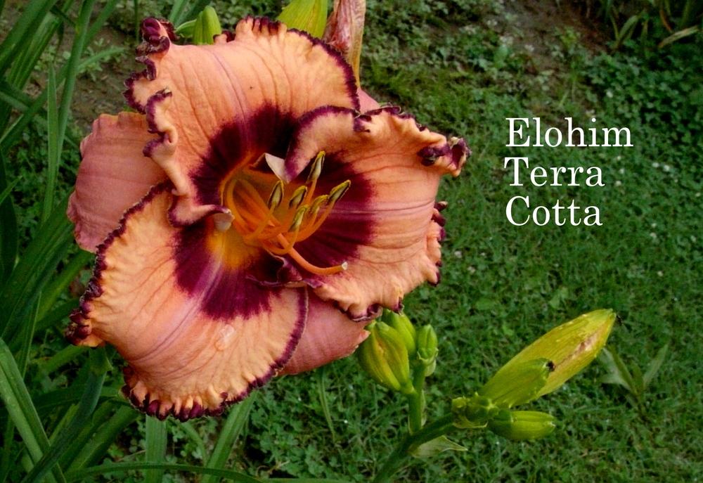 Photo of Daylily (Hemerocallis 'Elohim Terra Cotta') uploaded by carolannz