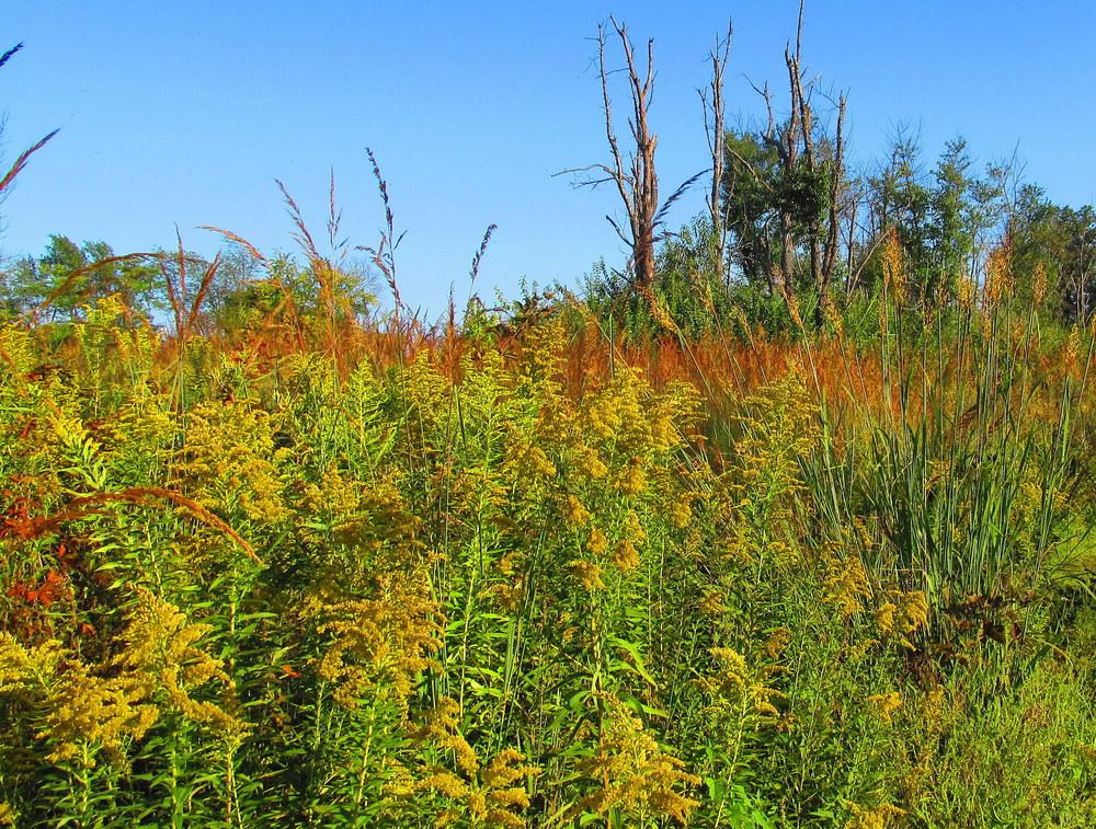 Photo of Tall Goldenrod (Solidago altissima) uploaded by jmorth