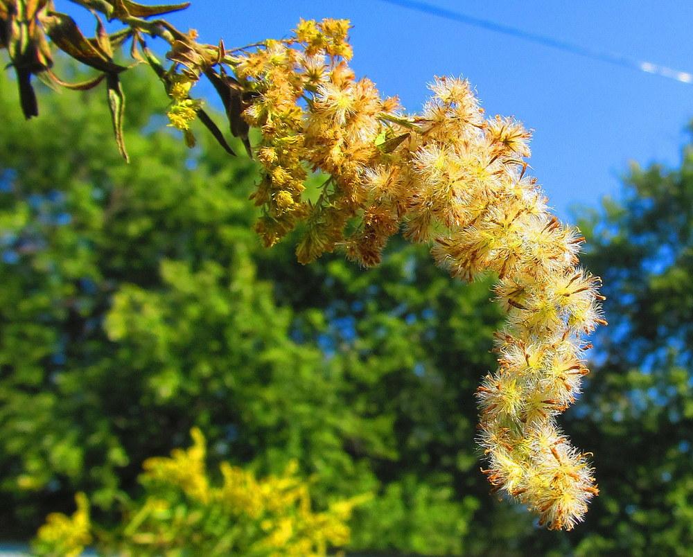 Photo of Tall Goldenrod (Solidago altissima) uploaded by jmorth
