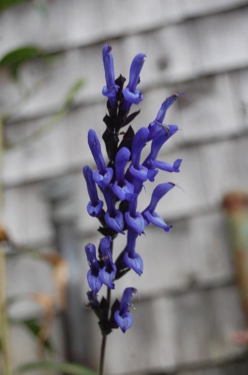 Photo of Anise-Scented Sage (Salvia coerulea 'Black and Blue') uploaded by pixie62560