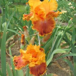 Location: Winterberry Iris Garden, Cross Junction, VA
Date: May 2012
The colors really glowed on this one.