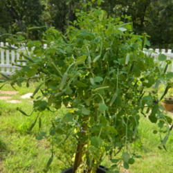 Location: Northeastern, Texas
Date: 2014-08-17
From July to August the plant has grown over five-feet tall and n