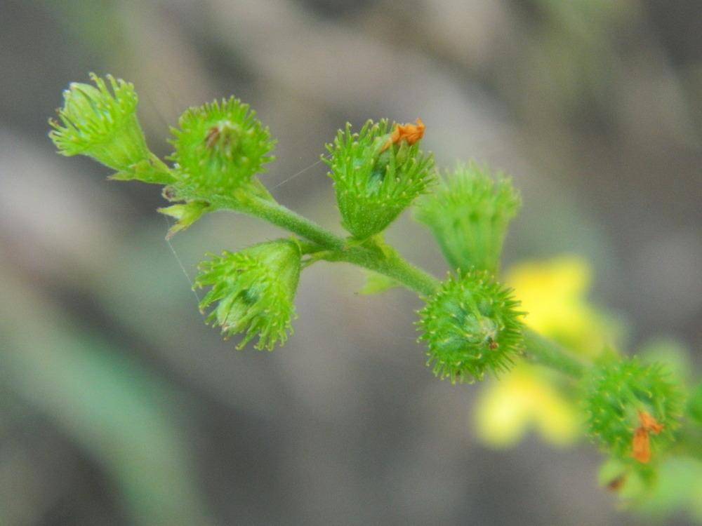 Photo of Agrimony (Agrimonia eupatoria) uploaded by wildflowers