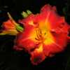 Quite a bright daylily. I found it hard to photograph because the