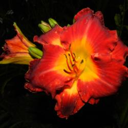 Location: Macleay Island, Queensland, Australia
Date: 2014-09-21
Quite a bright daylily. I found it hard to photograph because the