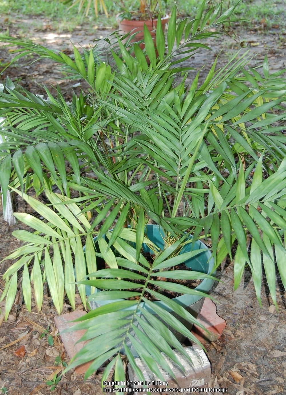 Photo of Parlor Palm (Chamaedorea elegans) uploaded by purpleinopp