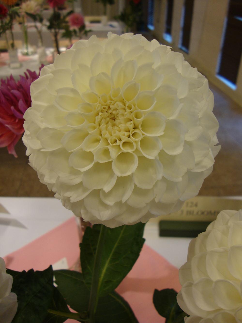 Photo of Dahlia 'Brookside Snowball' uploaded by Paul2032