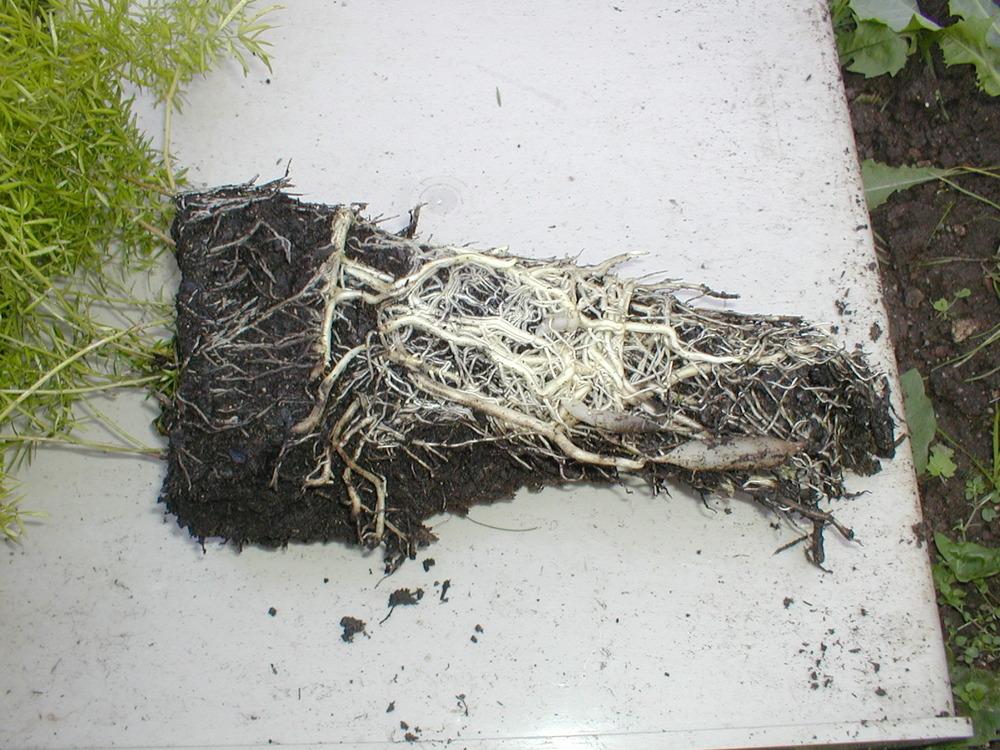 Photo of Asparagus Fern (Asparagus densiflorus 'Sprengeri') uploaded by admin