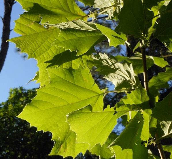 Photo of American Sycamore (Platanus occidentalis) uploaded by greene