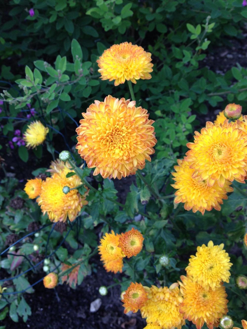 Photo of Garden Mum (Chrysanthemum 'Autumn Sunset') uploaded by jvdubb