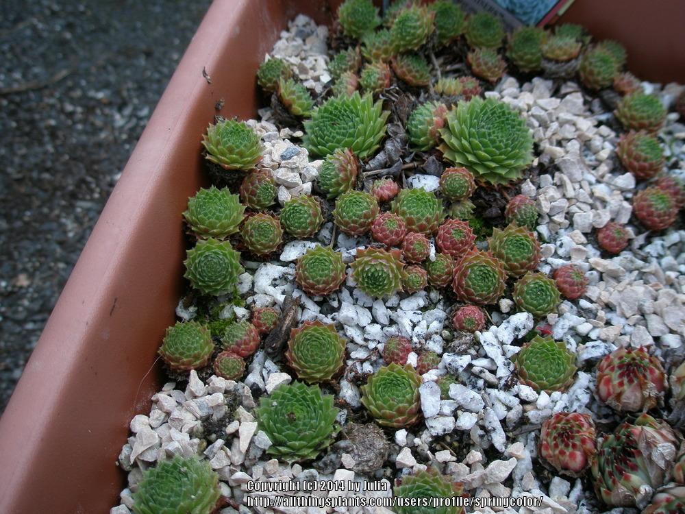 Photo of Hen and Chicks (Sempervivum 'Green Wheel') uploaded by springcolor