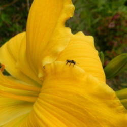 Location: Macleay Island, Queensland, Australia
Date: 2014-09-23
Minute stingless bee (Tetragonula carbonaria) meets monstrous blo