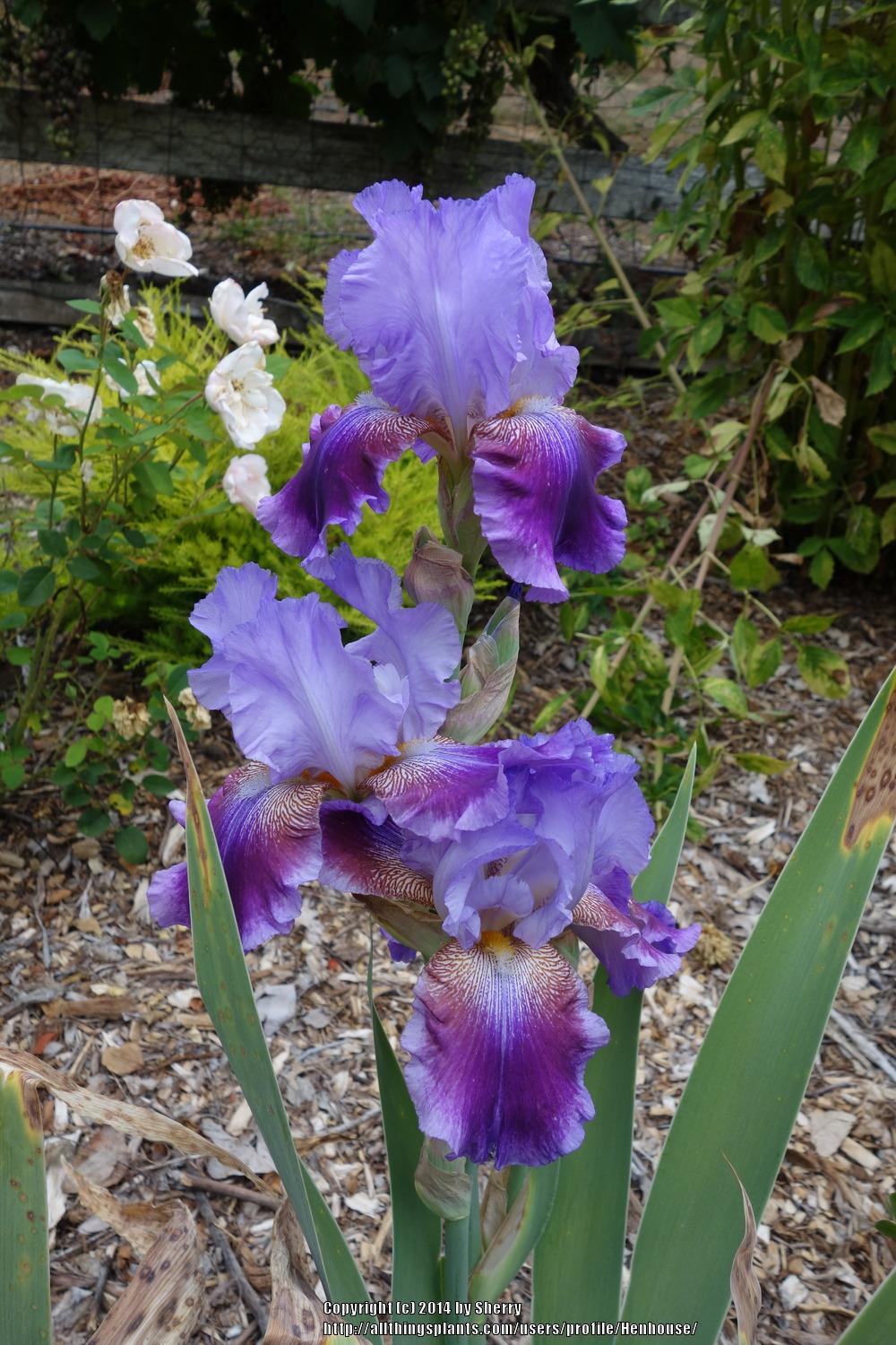 Photo of Tall Bearded Iris (Iris 'Grape Echo') uploaded by Henhouse