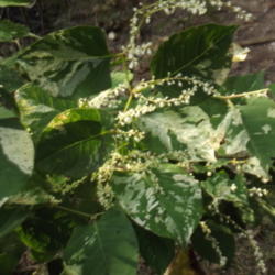 Location: Benton, Arkansas
Date: 2014-09-21
Close Up of foliage and blooms of Variegated Japanese Knotwood (F