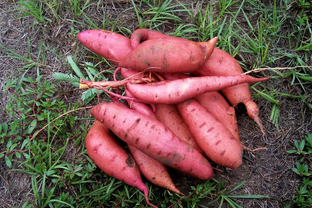 Photo of Sweet Potato (Ipomoea batatas 'Carolina Ruby') uploaded by farmerdill