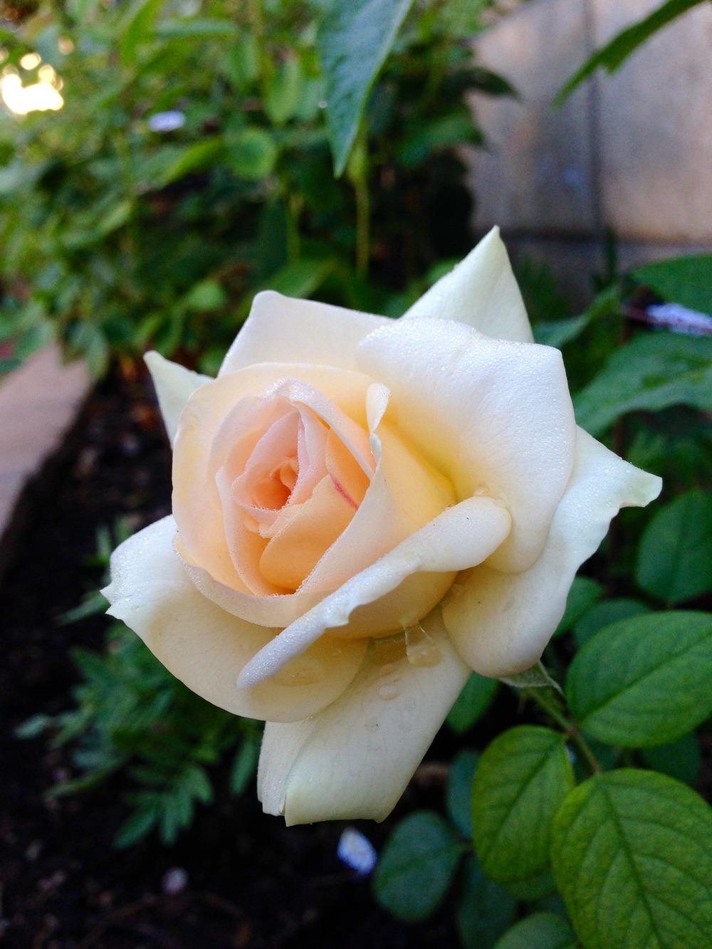 Photo of Rose (Rosa 'Marilyn Monroe') uploaded by mattmackay22
