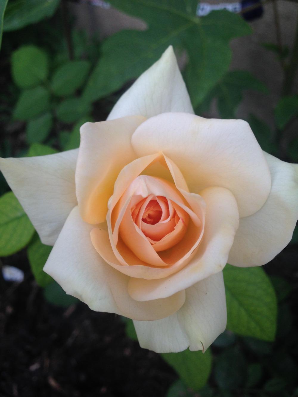 Photo of Rose (Rosa 'Marilyn Monroe') uploaded by mattmackay22