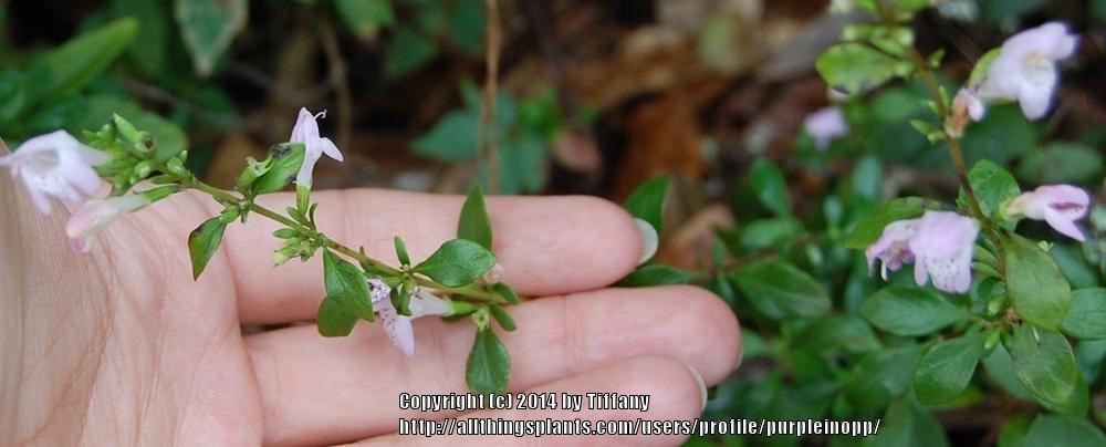 Photo of Georgia Savory (Clinopodium carolinianum) uploaded by purpleinopp