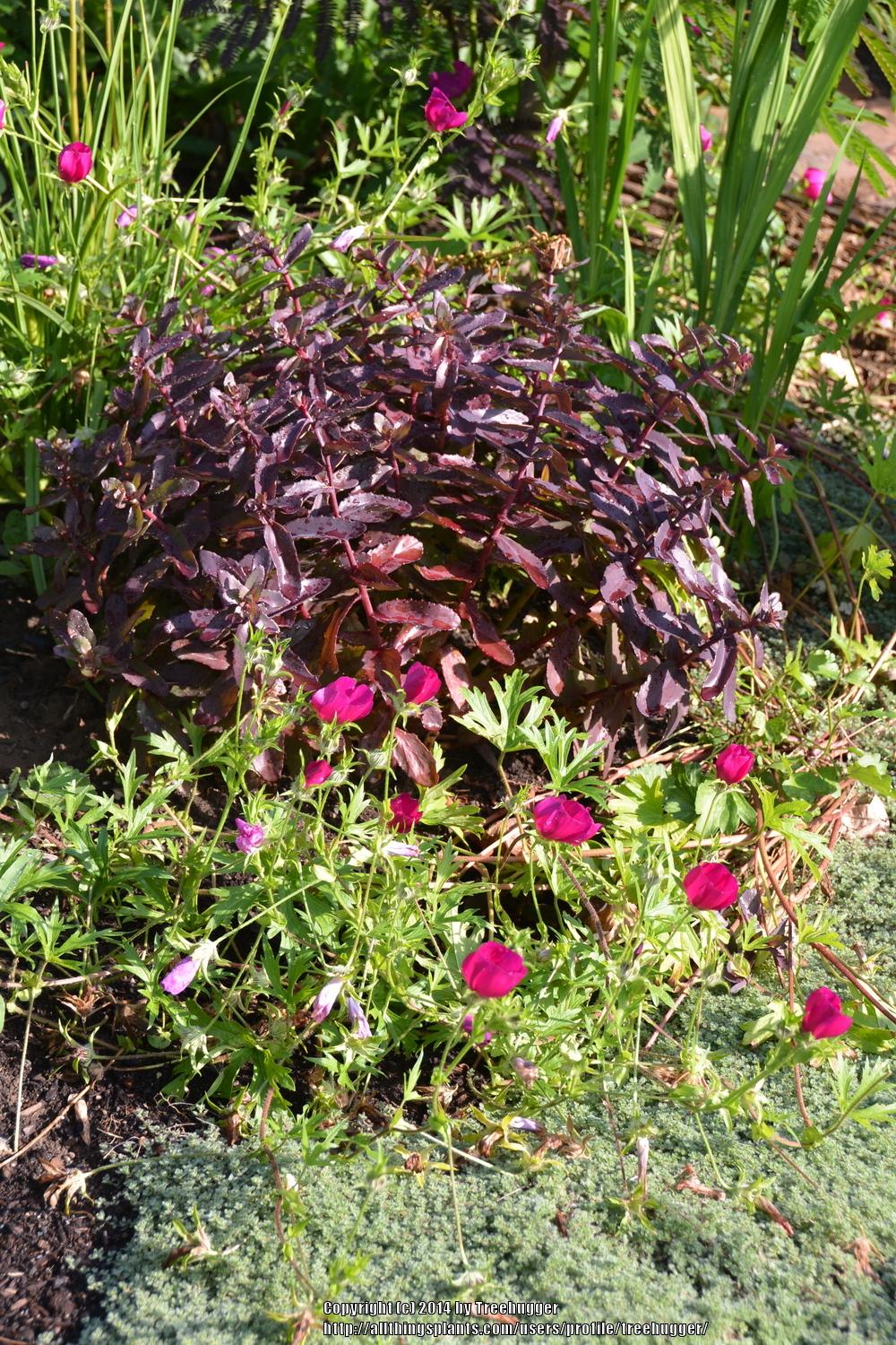 Photo of Stonecrop (Hylotelephium telephium subsp. telephium 'Purple Emperor') uploaded by treehugger