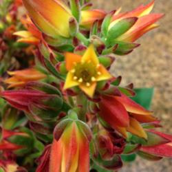 Location: Vacaville, CA
Date: 9/23/2014 
Happened upon this Res Velvet Echeveria while grocery shopping!