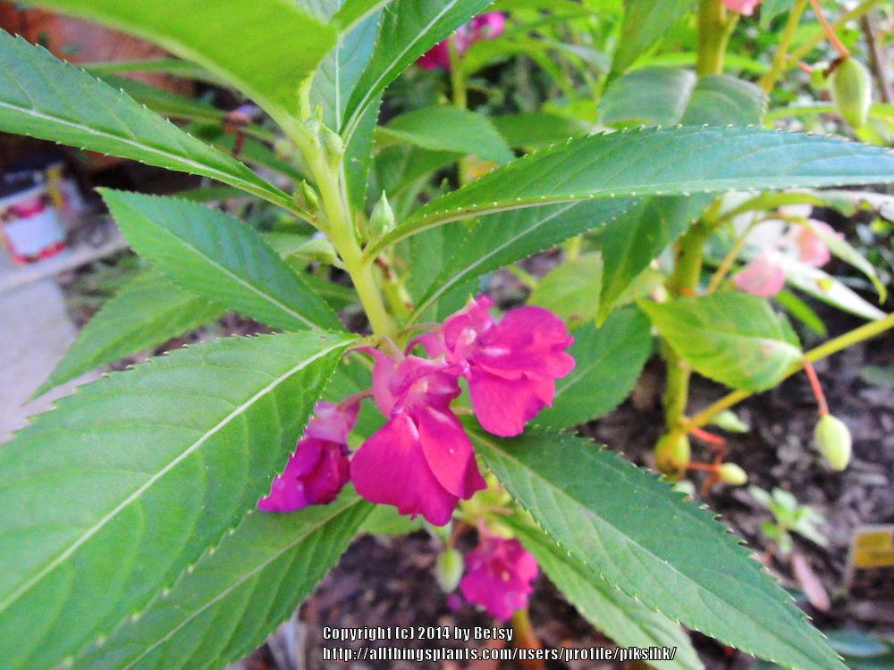 Photo of Touch-Me-Not (Impatiens balsamina) uploaded by piksihk