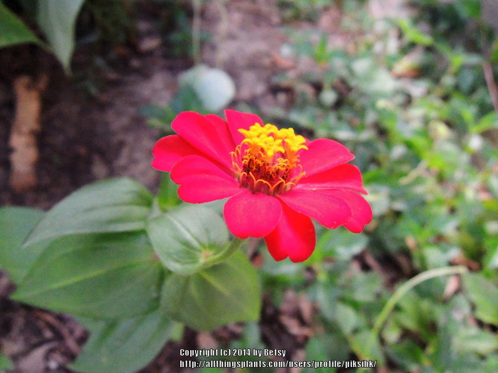 Photo of Zinnia uploaded by piksihk