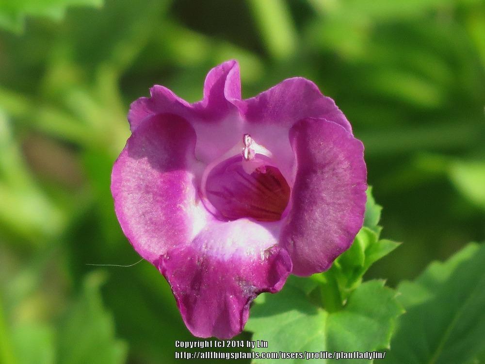 Photo of Wishbone Flower (Torenia fournieri Summer Wave® Amethyst) uploaded by plantladylin